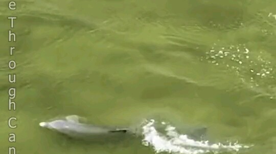 Considering the intelligence of dolphins, this is definitely a personal grudge.