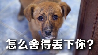 Seorang netizen bertemu seekor anjing liar yang mengikutinya pulang, lalu memutuskan untuk mengadops