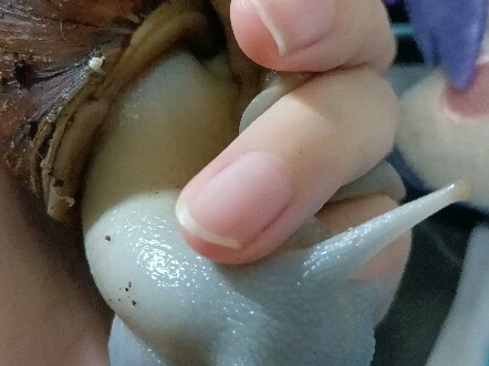 Meski ditarik sekuat tenaga, siput itu tetap tidak mau menarik kepalanya masuk.