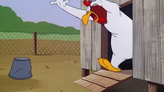 The rooster lost his eggs while hatching them at home and was beaten up by the hen that came back.