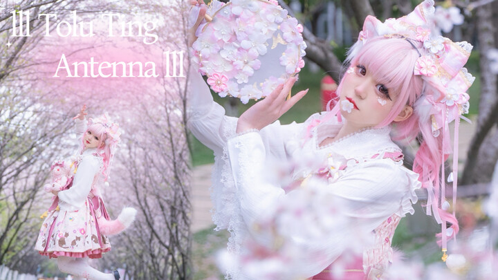 【Phàm Qie Jiang】Mèo nhỏ phong cách Nhật Bản dưới rừng hoa anh đào rơi 🐈🌸 lll Tolu Ting Antenn lll