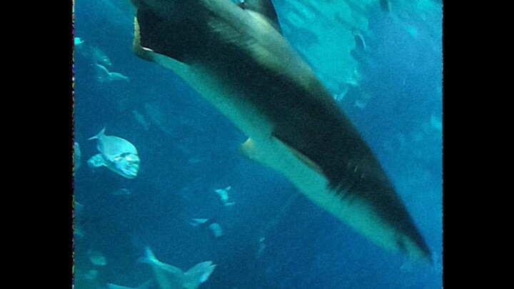 shark