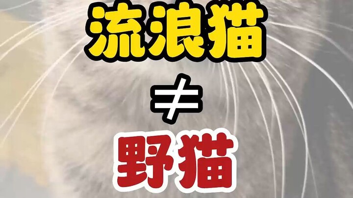 猫养不熟可能不是你的问题
