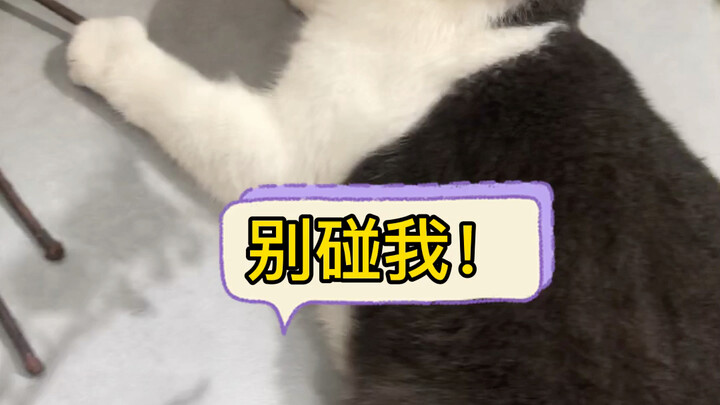 Sudah muncul fenomena kucing yang 'menyelinap' ke mana-mana…