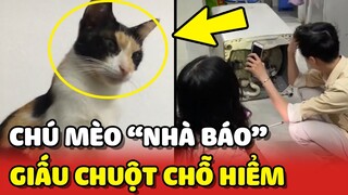 Chú mèo BÁO GIA ĐÌNH bắt chuột ĐEM GIẤU trong máy giặt 😂 | Yêu Lu