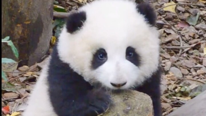 Masalah Kekurangannya Panda Per Kapita Di Negara Kita Harus Segera Ditangani
