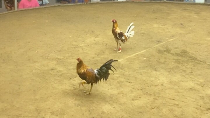 Balaw vs Banugon, naunahan pa ng palo, buti nakabawi at kaisa lang naka tuka yung kalaban🐔🐓🍗