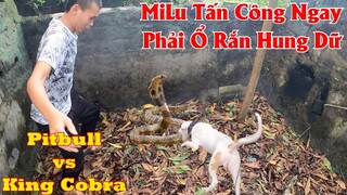 Team Săn Bắt Ẩm Thực Vùng Cao Cùng Pitbull Cứu Thanh Niên Ỉa Bậy Bị Ổ Rắn Hung Dữ Tấn Công | Sinh 09