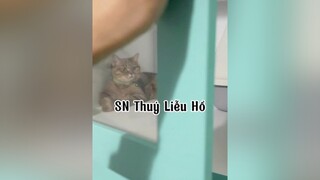 Mừng sinh nhật Hổ 1 tủi. mèo cat