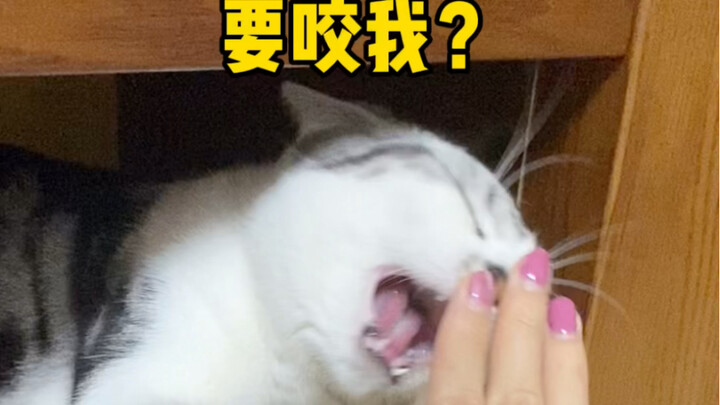和猫咪完全信任是什么感觉？！隔壁敦妈应该没体验过吧～