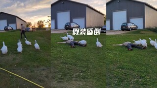 当我假装在大鹅面前昏倒，看看它们的反应是怎么样的‼️🤣