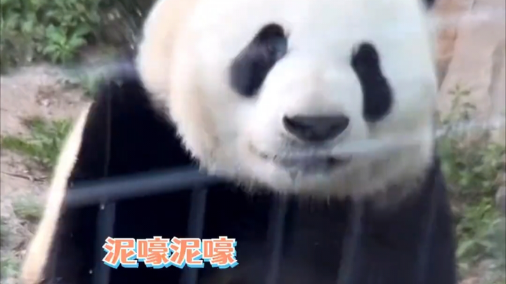 Although Menglan is the world’s first giant panda to suffer from osteomyelitis, she’s gentle and aff