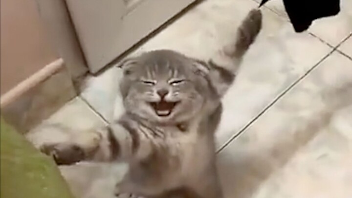 Cat: Haha, another day of just being too curious!