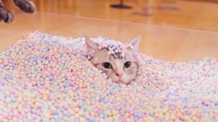 Kitten wants to go out and play with water