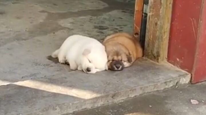 Such a cute little puppy!