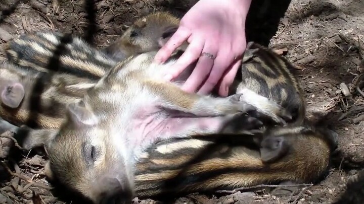 خنزير صغير يتجمّع مع بعضه للتدفئة أثناء النوم