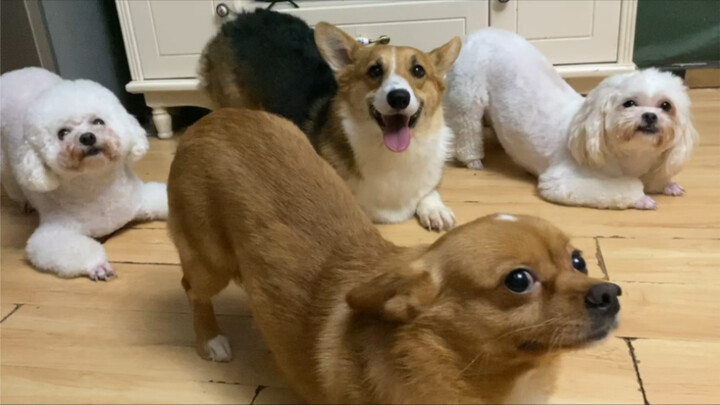 How powerful are they once the dog group makes their debut?