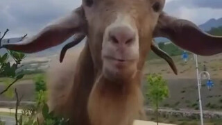 Kambing: Bagaimana dengan ibumu?