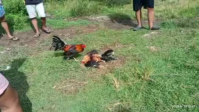 4X WINNER NA!!! 😃😆🤩#Manok na pula!!! 💪💪💪