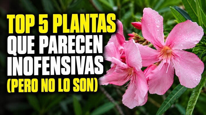 5 plantas que parecen inofensivas, pero conviene conocer