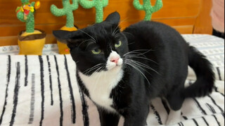 The cow cat is really good at climbing up the roof and tearing off the tiles if it is not beaten for