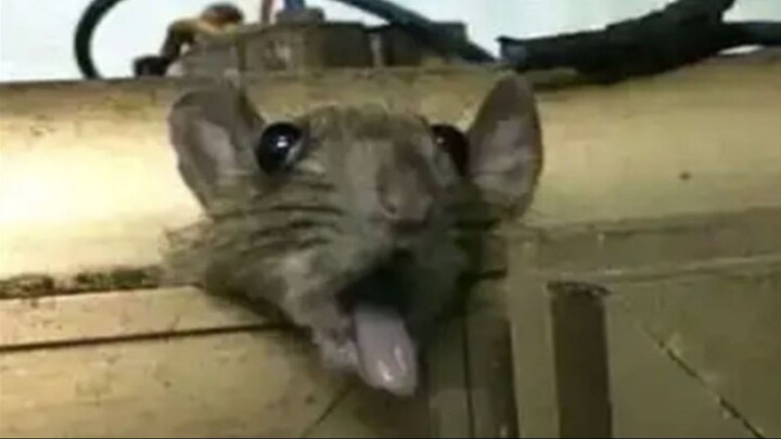 “Chuột ơi, tao sắp bị rửa rồi!!”