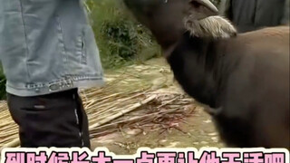 น้ำตาลนม: ระดับที่แม้แต่คนจริงๆ ก็ยังต้องอิจฉา!