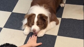 When suddenly performing the highest canine etiquette towards the dog