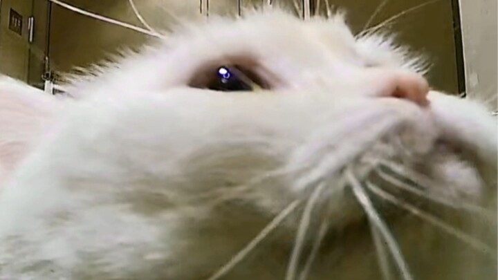 Ném rác và bỏ con mèo ngoài cửa, xin lỗi nhưng buồn cười quá…