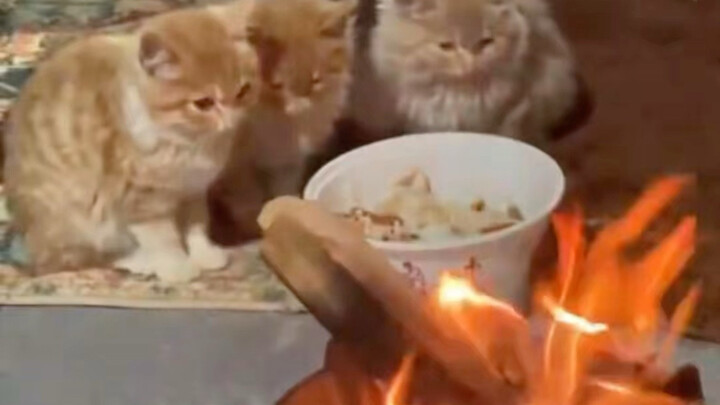 Lâu đài ấm áp do cậu bé 7 tuổi xây cho những chú mèo hoang