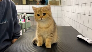 It’s so cute to renovate and care for a four-month-old kitten!