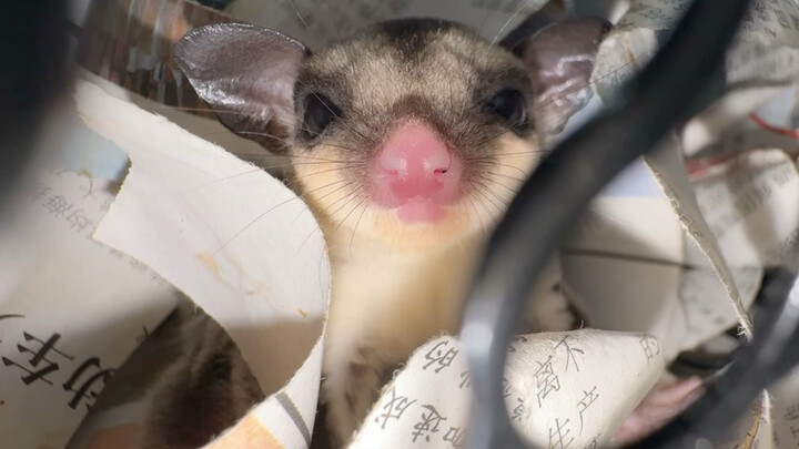 Hidung babi, wajah tikus—apa sih yang bikin aku kaget banget?