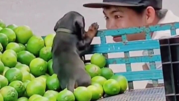 You can’t hide how much you love a puppy’s eyes!