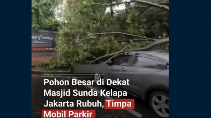 Hujan Deras dan Angin Kencang di Menteng, Pohon Mahoni Roboh dan Timpa 6 Mobil