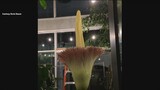 Corpse flower in bloom in Washtenaw County