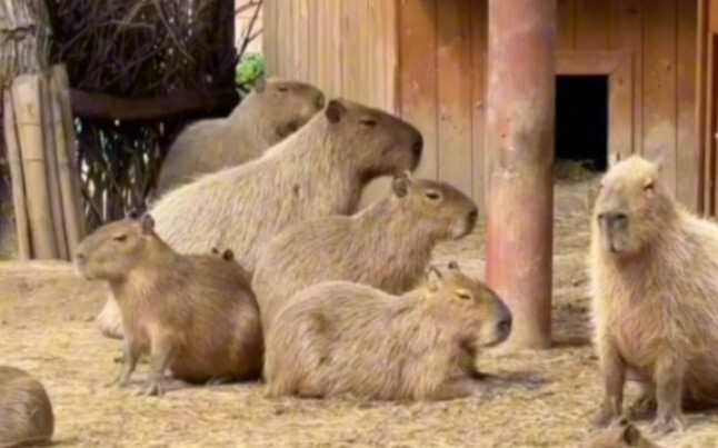 อย่ากินหมูน้อยเพื่อนร่วมงานนะ!