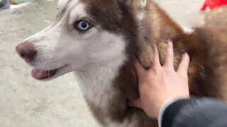 No matter how many times a dog is pushed away, it will run towards you without hesitation, except fo