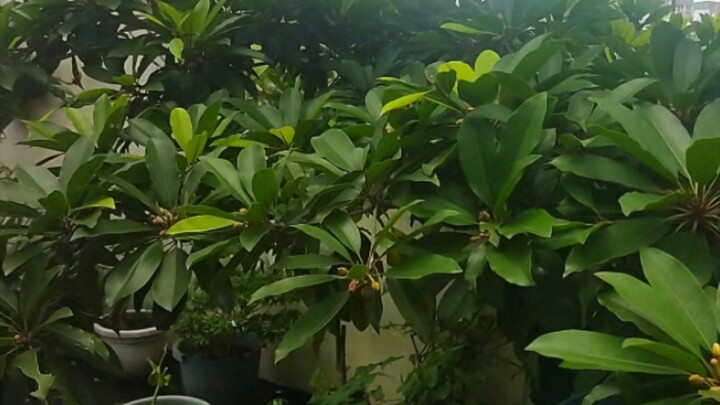garden at the roofslab