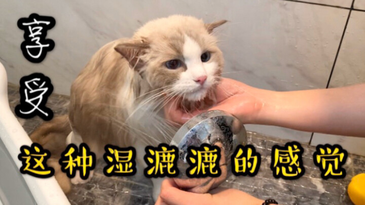 Mandiin kucing ragdoll itu benar-benar nikmat, sensasi basah-basahan begini… ditambah suara manja se