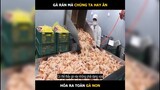 Toàn gà non, quy trình sản xuất gà rán | LT Review