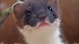 Cute rat strips