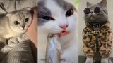 Kucing Lucu dan Imut ASMR | Funny Cat and Kitten