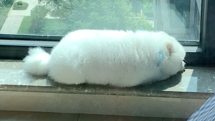 เลี้ยงหมาก็ต้องเลี้ยงแอร์ที่ปรับอุณหภูมิได้พอดีกันด้วยนะ