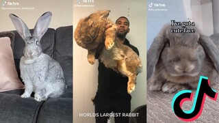 Cute and Funny Bunnies of TikTok - Flemish Giant Rabbit Edition