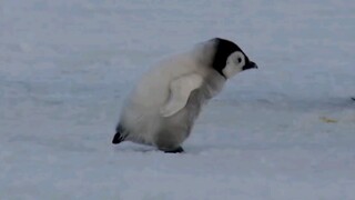 Goose, run!