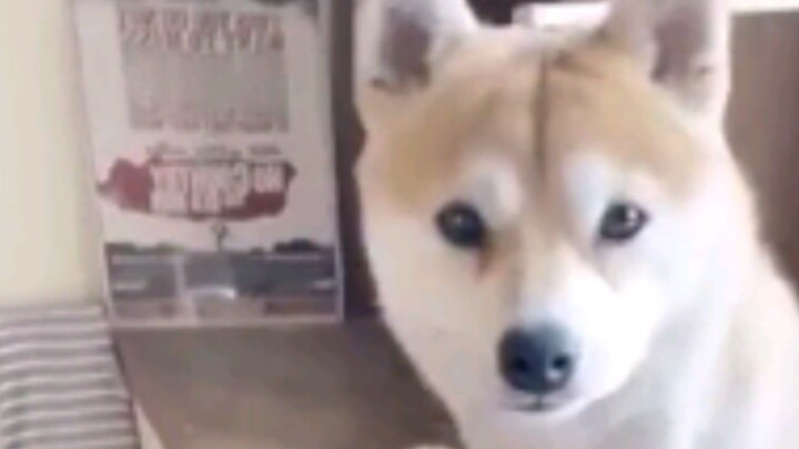 小丑竟是我自己……