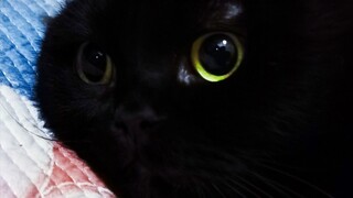 Di hari yang panas, seekor kucing memakai mantel bulu cerpelai, tidak merasa kepanasan sama sekali!