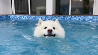 Puppy goes to a swimming class.