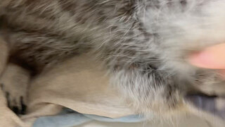 กิจวัตรการแย่งรังของพังพอนและแรคคูน