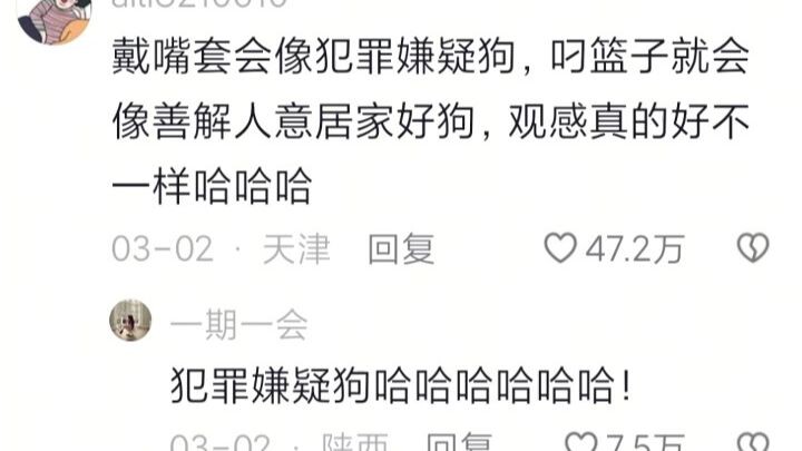 ทำไมถึงให้หมาออกไปเอาตะกร้า? โปรดดูสำหรับ Vcr……